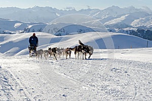 Alaskan malamute sleddog in Alps. Nockberge-longtrail