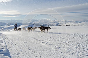 Alaskan malamute sleddog in Alps. Nockberge-longtrail