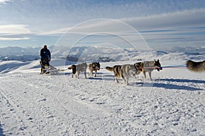 Alaskan malamute sleddog in Alps. Nockberge-longtrail