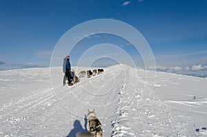 Alaskan malamute sleddog in Alps. Up to mountain peaks