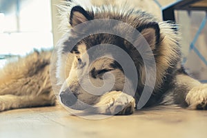 Alaskan Malamute sleeping on the floor