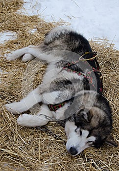 Alaskan malamute sleeping in gear