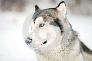 Alaskan Malamute in the snow