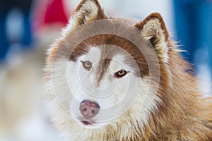 Alaskan Malamute on Snow