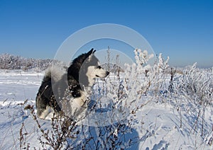 Alaskan Malamute on the snow-covered field