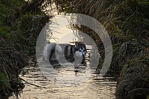 Alaskan malamute taking a dip in the wild stream passing through the field