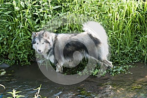 Alaskan malamute wading in water