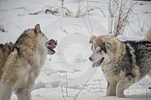 Alaskan Malamutes playing in the outdoors