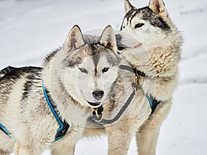 Alaskan malamutes at sleddog competition