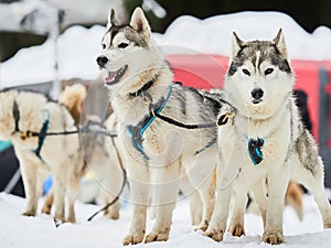 Alaskan malamutes at sleddog competition