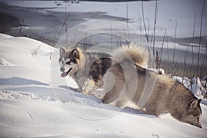 Alaskan Malamutes sniffing the snow