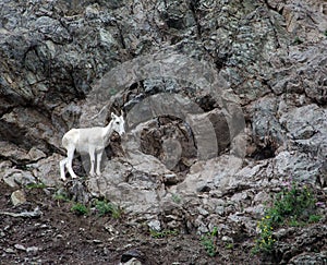 Alaskan Mountain Goat 1