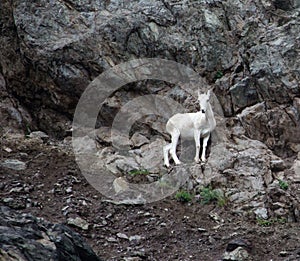 Alaskan Mountain Goat 1