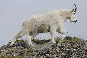 Alaskan Mountain goat