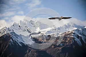 Alaskan mountains with flying eagle.