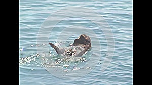 Alaskan sea otter swimming