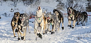 Alaskan sled dogs loving life