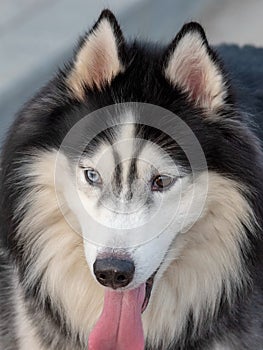 Alaskan sled dogs are outdoors