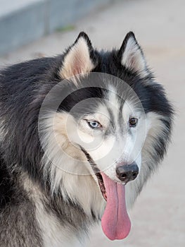 Alaskan sled dogs are outdoors