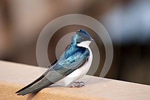 Alaskan Songbird Perching on Railing