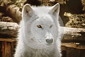 Alaskan Tundra Wolf