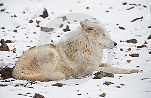 Alaskan Tundra Wolf photo