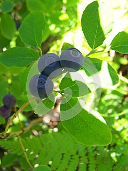 Alaskan wild blueberry in fruit