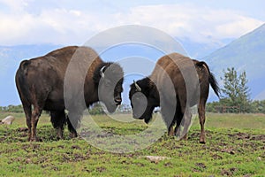 Alaskan Wildlife Conservation Center - Bison