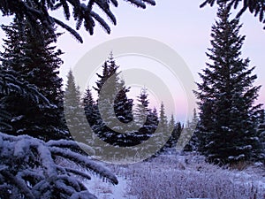 Alaskan Winter Sunrise with Spruce
