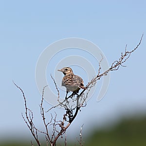 Alauda arvensis, Skylark