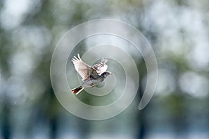 Alauda arvensis, Skylark photo