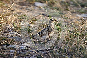 Alaudidae are a family of songbirds i