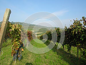 Alba Barolo vineyards Piemonte Italy photo