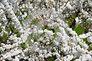 Prunus glandulosa. Alba Plena. North Korea photo