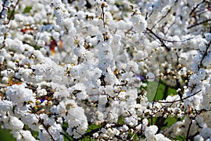 Prunus glandulosa. Alba Plena. North Korea photo