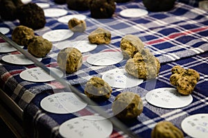 Alba white truffles at the Fiera del Tartufo