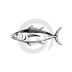 Albacore Thunnus Alalunga or Longfin Tuna Side View Retro Black and White photo