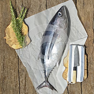 Albacore tuna fish photo