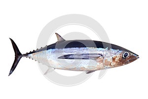 Albacore tuna fish Thunnus Alalunga photo
