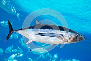 Albacore tuna fish Thunnus Alalunga photo