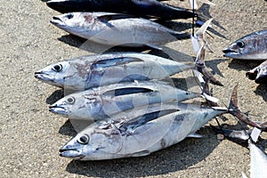 Albacore tuna fish Thunnus Alalunga catch