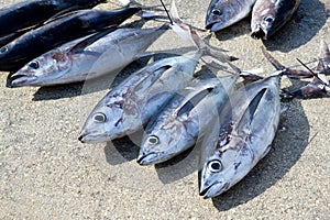 Albacore tuna fish Thunnus Alalunga catch photo