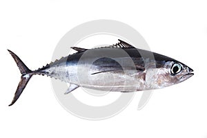 Albacore Tuna, Longfin Tuna isolated