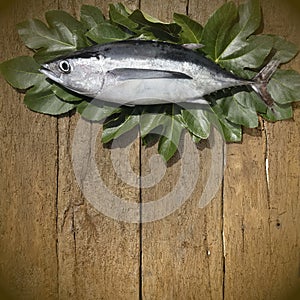 Albacore on wooden background