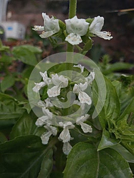 Albahaca white flower photo