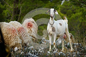 Albania landscape - sheep and guarding goat with the ringing bell in Albanian mountains  Prokletije, Korab, Kanali and Pindus.