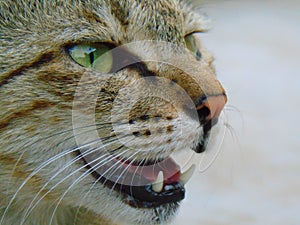 Wild Street Cat with Expression