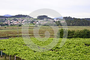 AlbariÃÂ±o Rias Baixas white wine vines photo