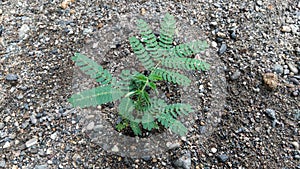 Albasia tree seedlings. Small and growing haphazardly on the sand.