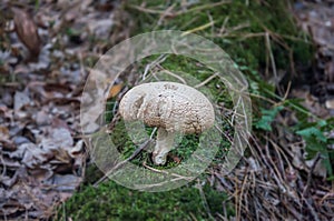 Albatrellus ovinus. Edible mushroom